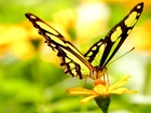 Motyl, Żółty, Kwiat