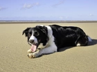 Pies, Pasterski, Collie, Plaża, Morze
