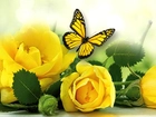 Róże, Żółte, Liście, Motyl
