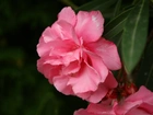Różowy, Kwiat, Oleander