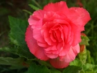 Begonia, Różowy, Kwiat