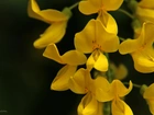 Żółte, Groszki, Kwiaty