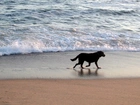 Piesek, Morze, Plaża