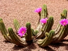 Kwitnący, Kaktus, Pustynia