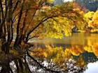 Jesień, Rzeka, Pochylone, Drzewo
