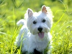 słodki, West Highland White Terrier, soczysta, trawa