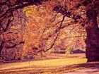 Park, Drzewa, Alejki, Jesień