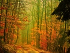 Las, Droga, Przebijające, Światło, Jesień