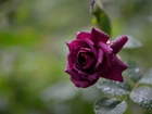 Bordowa, Róża, Rosa