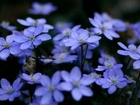 Niebieskie, Kwiatuszki, Ogród
