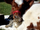 Kotek, Krowa, Przyjaciele