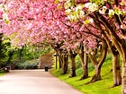 Sheffield, Anglia, Wielka Brytania, Wiosna, Park, Kwitnące, Drzewa