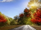 Droga, Kolorowe, Drzewa, Promienie, Słońca, Jesień