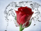 Czerwona, Róża, Woda