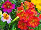 Tujałka, Salpiglossis, Kolorowe, Kwiaty