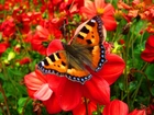 Piękny, Motyl, Kwiaty, Ogród