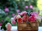 Pleciony, Koszyk, Róże