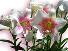 Lilie, Różowo, Białe, Liście