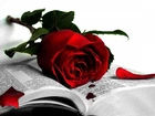 Czerwona, Róża, Książka