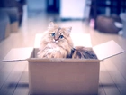 Kot, Pudełko
