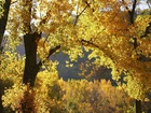 Jesień, Żółte, Liście, Drzewa