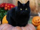 Czarny, Kot, Dynie, Halloween