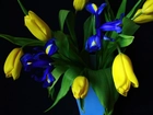 Żółte, Tulipany, Irysy, Niebieski, Wazon