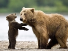 Dwa, Mały, Duży, Niedźwiedzie