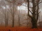 Jesień, Mgła, Drzewa, Liście