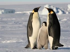 Trzy, Pingwiny, Morze