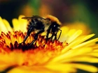 Pszczoła, Żółty, Kwiat