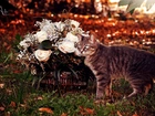 Kot, Koszyk, Kwiatów, Róże