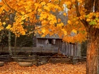 Dom, Drzewa, Jesień