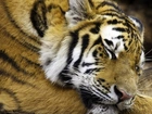 Śpiący, Tygrys