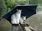 Koty, Deszcz, Parasolka