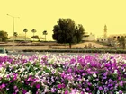 Al-Doha, Domy, Meczet, Drzewa, Skwer, Bratki