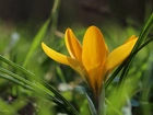 Żółty, Krokus, Kwiat, Wiosna