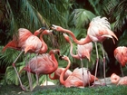 Flamingi, palmy