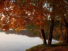 Jezioro, Drzewa, Jesień, Krajobraz