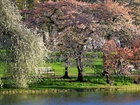Wiosna, Park, Kwitnące, Drzewa, Staw