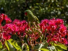 Zielona, Papuga, Czerwone, Kwiaty