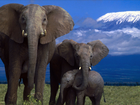 Słonie, Rodzina