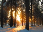 Park, Drzewa, Śnieg, Zachód, Słońca