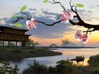 Rzeka, Most, Dom, Na, Palach, Kwitnące, Drzewo, Zachód, Słońca, Japonia