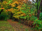 Las, Ścieżka, Liście, Drzewa, Jesień