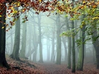 Jesień, Drzewa, Kolorowe, Liście, Mgła
