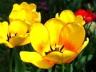 Żółte, Rozkwitnięte, Tulipany