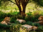 Lwy, Drzewo, Odpoczynek