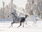 Zima, Las, Śnieg, Konie