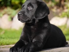 Labrador Retriever, Czarny, Szczeniak